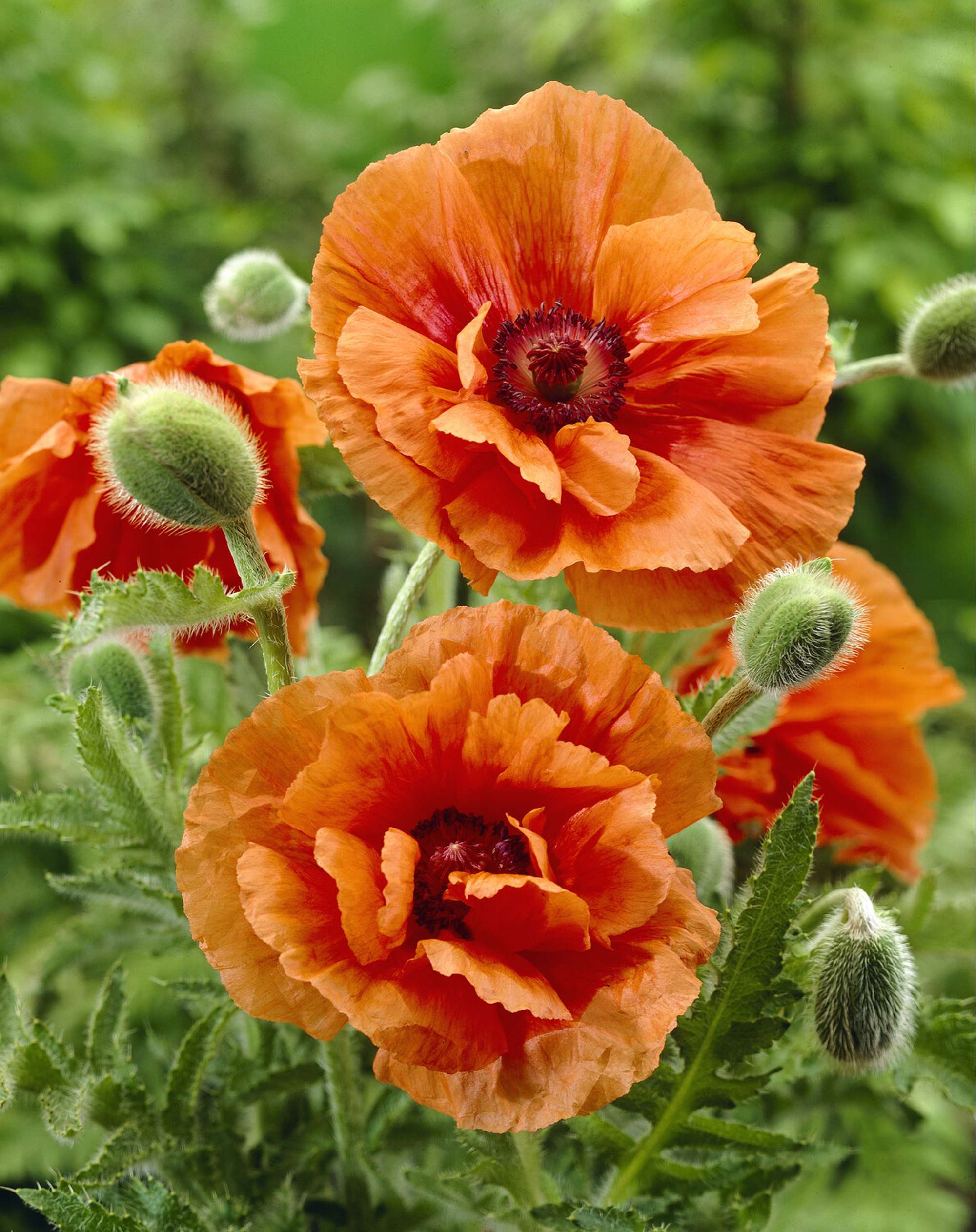 Jättevallmo ‘Harvest Moon’